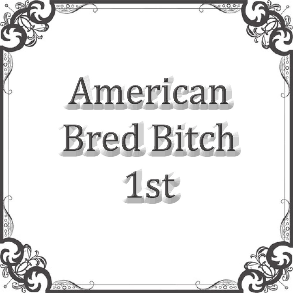 NS Am Bred Bitch