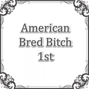 NS Am Bred Bitch