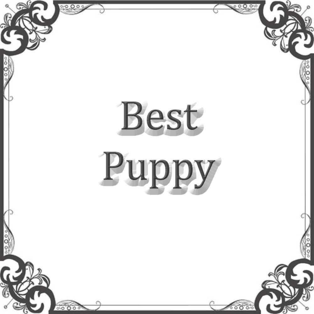 NS Best Puppy in Sweepstakes