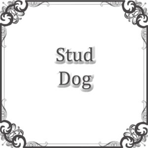 NS Best Stud Dog