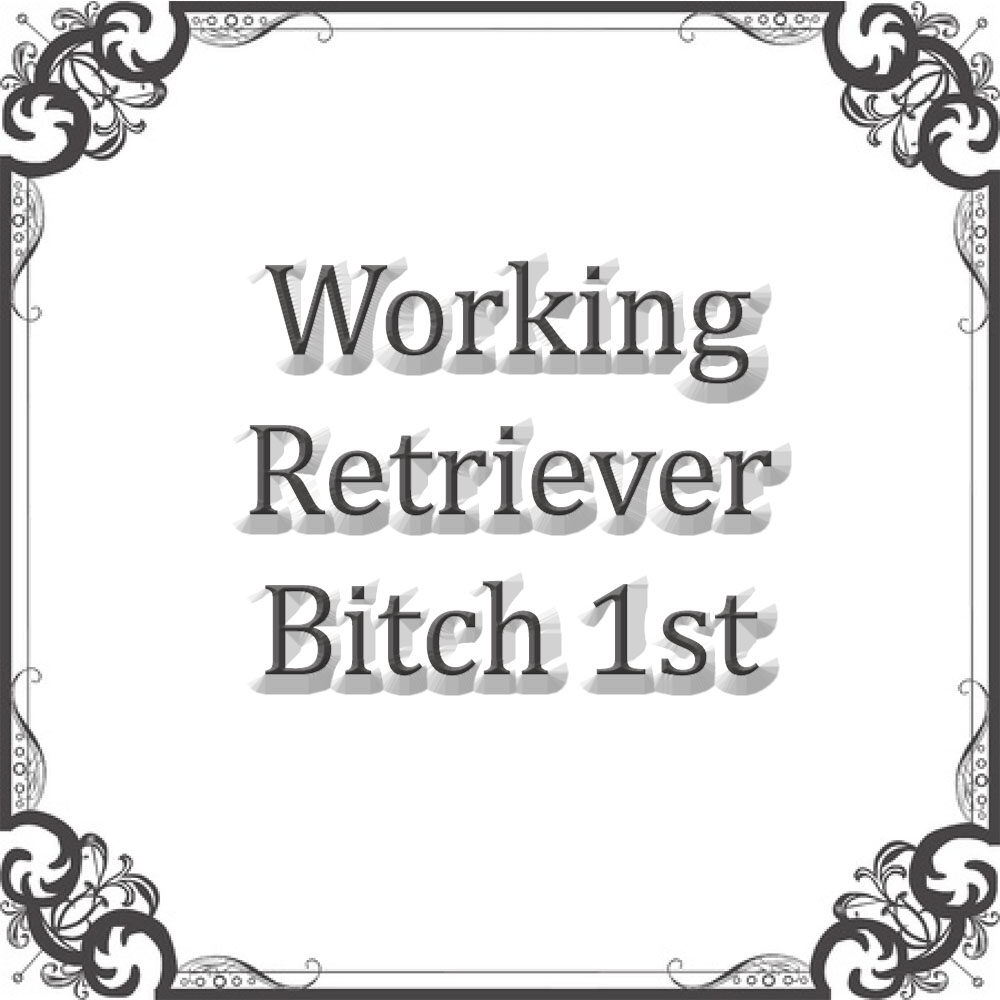 NS Working Ret Bitch Sweepstakes