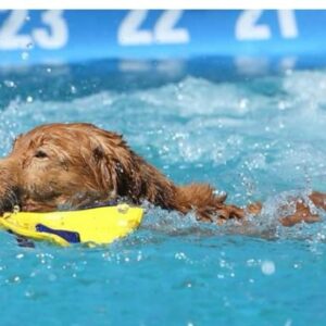 NS ROCKIN’ SWIMMERS
