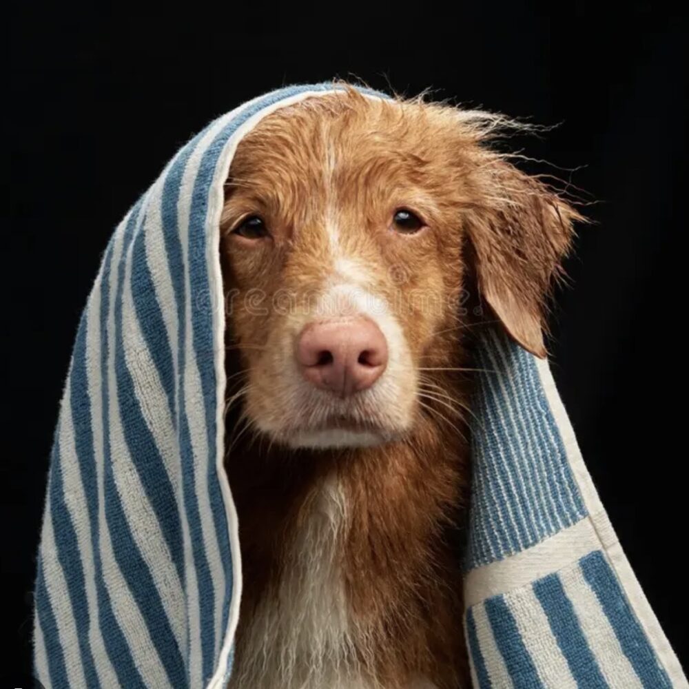 BYC Wet Dog Contest